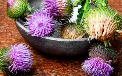 Exploring the Advantages of Milk Thistle Supplements for Liver Health